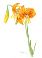 Lilium pardalinum copyright Vorobik